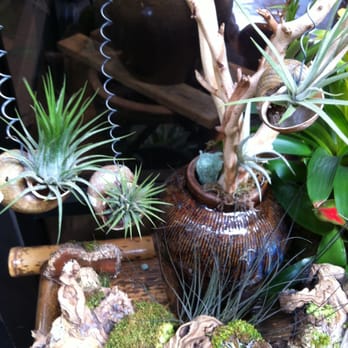 Exotic Plants - Nurseries & Gardening Near Me - Sacramento, California Exotic Plants - Nurseries & Gardening Near Me - Sacramento, California