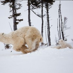 Running Bear Healing Center - Running Bear.