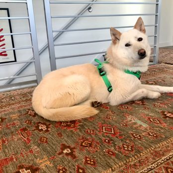 Ginger's Pet Rescue - Animal Shelters Near Me Ginger's Pet Rescue - Animal Shelters Near Me