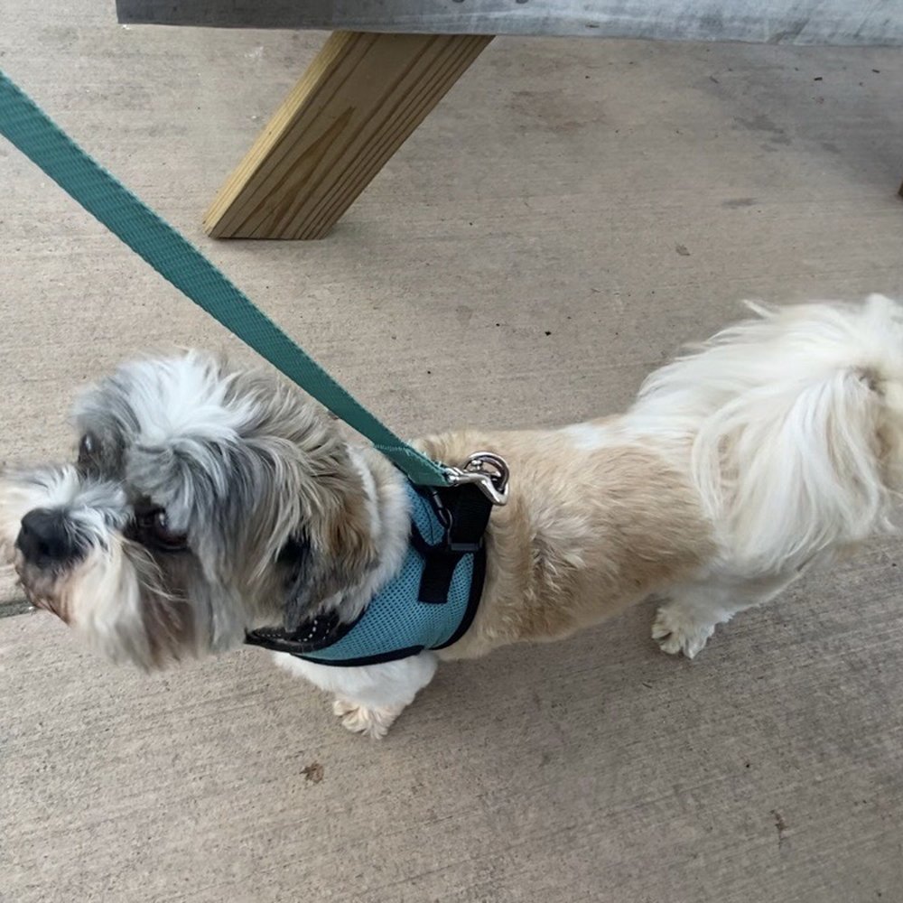 Rockwell Beer Garden - In the patio area with mama, patiently waiting for the pizza order. - Pizza Near Me - St. Louis, Missouri Rockwell Beer Garden - In the patio area with mama, patiently waiting for the pizza order. - Pizza Near Me - St. Louis, Missouri