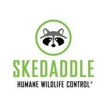 Skedaddle Humane Wildlife Control - Pest Control Near Me Skedaddle Humane Wildlife Control - Pest Control Near Me