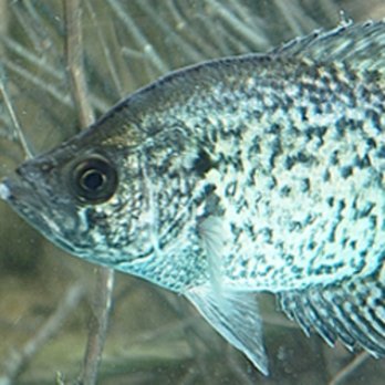 Henneke Fish Hatchery - Local Fish Stores Near Me - Hallettsville, Texas Henneke Fish Hatchery - Local Fish Stores Near Me - Hallettsville, Texas