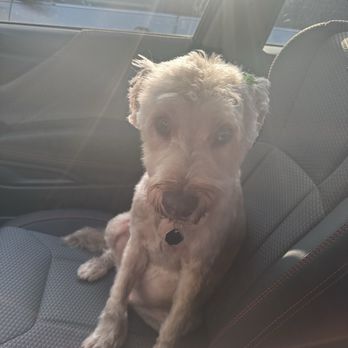 Fluffy Cutz Pet Stylist - My dog Rita sitting on the car seat on our way home from Fluffy Cutz - Pet Groomers Near Me - Houston, Texas Fluffy Cutz Pet Stylist - My dog Rita sitting on the car seat on our way home from Fluffy Cutz - Pet Groomers Near Me - Houston, Texas