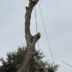 Zunigas Tree Services - Cutting the top of the tree