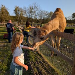 Cathy's Critters - Romeo the camel