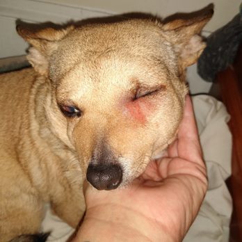 BP Properties - Copperhead bit her by the eye because of BP's neglagent - Apartments Near Me - Winchester, Virginia BP Properties - Copperhead bit her by the eye because of BP's neglagent - Apartments Near Me - Winchester, Virginia