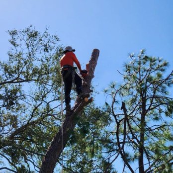 Quality Roots Tree Service - Tree Services Near Me Quality Roots Tree Service - Tree Services Near Me