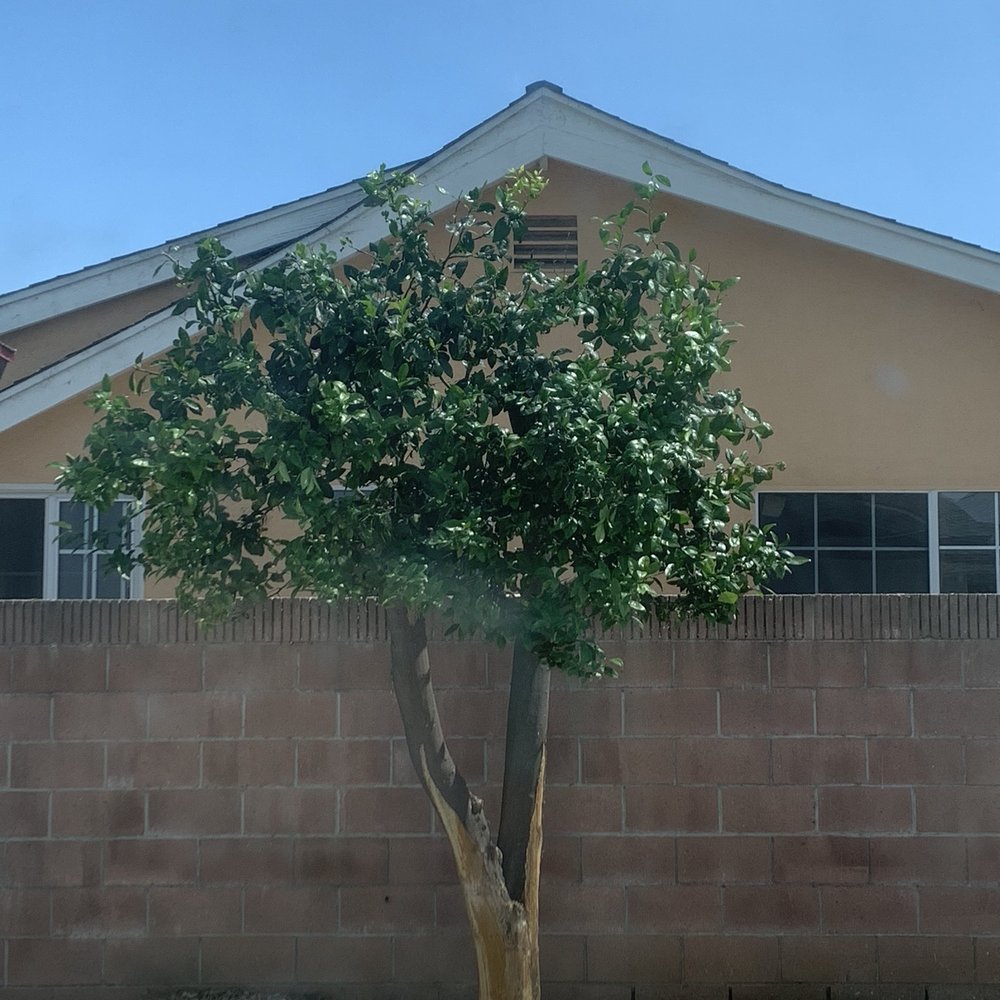 Tree trimming after