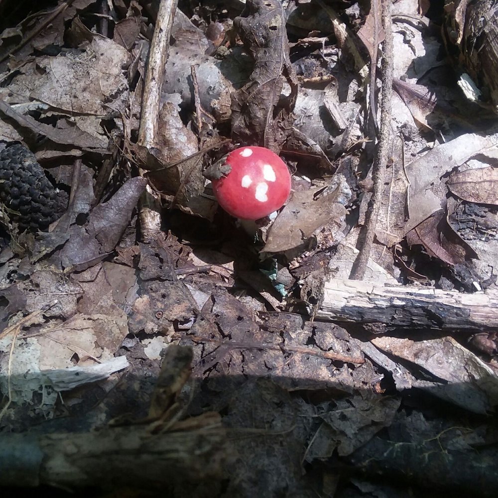 Banshee Reeks Nature Reserve - Mario cart mushroom!!! So cute!!! - Hiking Near Me - Leesburg, Virginia