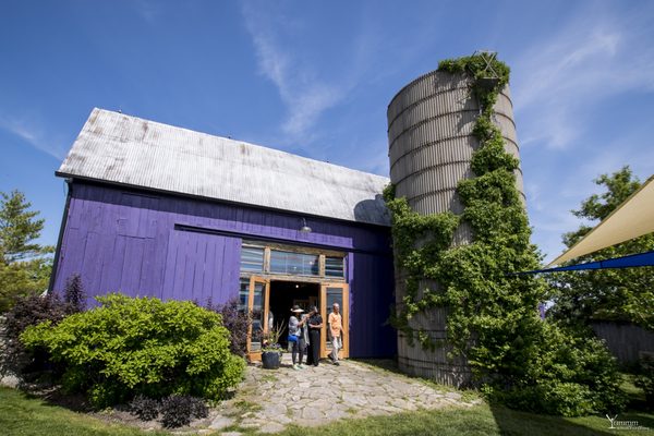 Closson Chase Vineyards by null