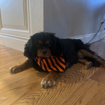 Sarah the Pet Groomer - Here is the other boy. Relaxing and feeling good! - Pet Groomers Near Me - Concord, California Sarah the Pet Groomer - Here is the other boy. Relaxing and feeling good! - Pet Groomers Near Me - Concord, California