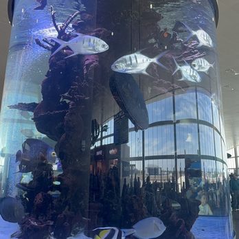 RumFish - Fish tank - Seafood Near Me - Tampa, Florida