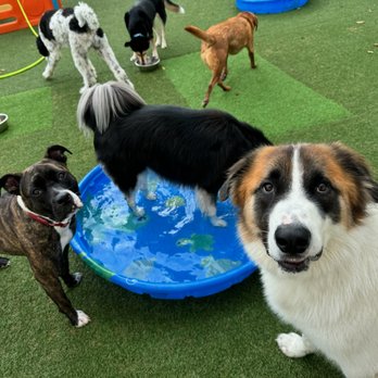 Dogtopia - Dog Daycare Pool Party - Pet Groomers Near Me - Downers Grove, Illinois