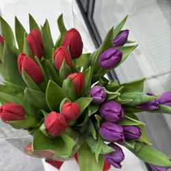 Paraiso Floral