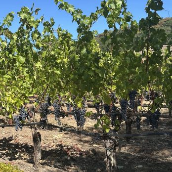 Kenzo Estate - Wineries Near Me - Napa, California Kenzo Estate - Wineries Near Me - Napa, California
