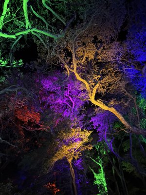 Elizabethan Gardens by null