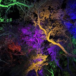 The Elizabethan Gardens - Holiday Lights in December