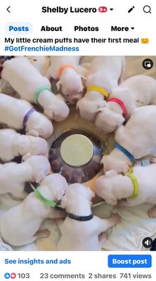 Puppies Available - Puppies Available Puppies Available - Puppies Available