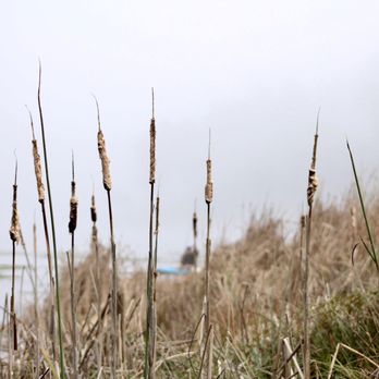 MacKerricher State Park - The cattail by Lake Cleone - Parks Near Me - Fort Bragg, California