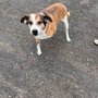 Photo of Doggy Day Care 81147