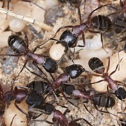 They Can't Hide From Pesticide - Ants