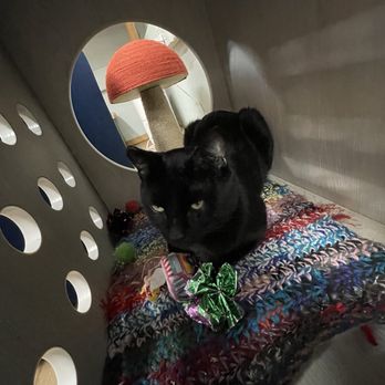 FieldHaven Marketplace - One of the cats that you could adopt - Thrift Stores Near Me - Lincoln, California FieldHaven Marketplace - One of the cats that you could adopt - Thrift Stores Near Me - Lincoln, California