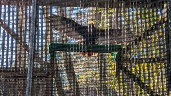Cascades Raptor Center by null