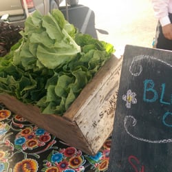 Farmers Market South Santa Rosa - Great greens and lettuce