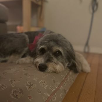 The Sparkly Spot - Pet Groomers Near Me - Norman, Oklahoma