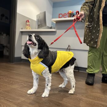 PetMedic - Veterinarians Near Me - Albany, New York PetMedic - Veterinarians Near Me - Albany, New York