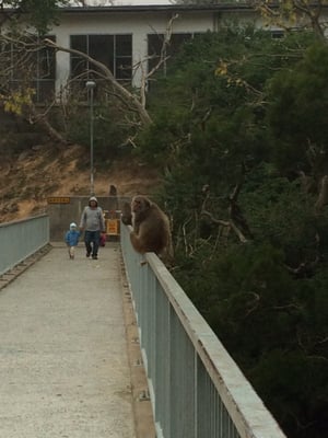 Kam Shan Country Park by null
