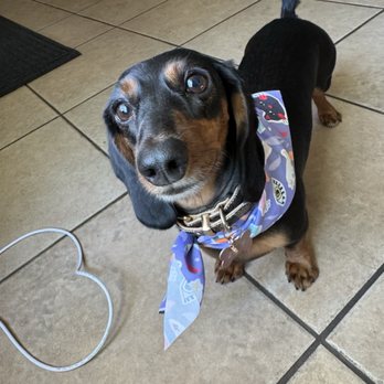 That's The Floof - Pet Groomers Near Me - Tempe, Arizona That's The Floof - Pet Groomers Near Me - Tempe, Arizona