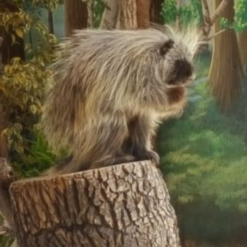 Denver Zoo - Zoos Near Me - Denver, Colorado Denver Zoo - Zoos Near Me - Denver, Colorado