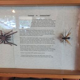 Insect exhibit on display in the restaurant. Insect exhibit on display in the restaurant.