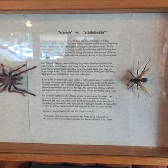 Mt Baldy Lodge - Insect exhibit on display in the restaurant. - American Near Me - Mount Baldy, California Mt Baldy Lodge - Insect exhibit on display in the restaurant. - American Near Me - Mount Baldy, California