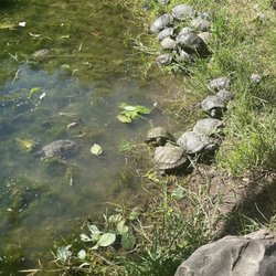 Top Bike Rental and Tours - Turtles
