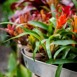Bountiful Gardens - Lawrenceville