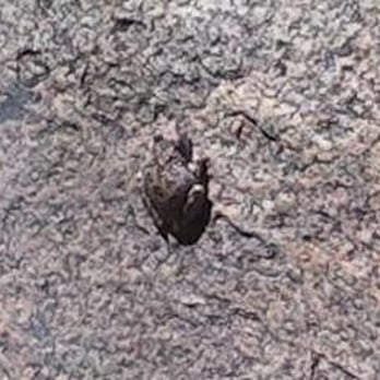 Three Sisters Falls - Froggie. - Hiking Near Me - Julian, California Three Sisters Falls - Froggie. - Hiking Near Me - Julian, California