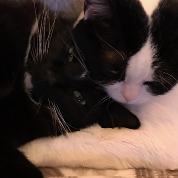 The Cat Hospital - Sunny and her brother Dasher - Veterinarians Near Me - Campbell, California