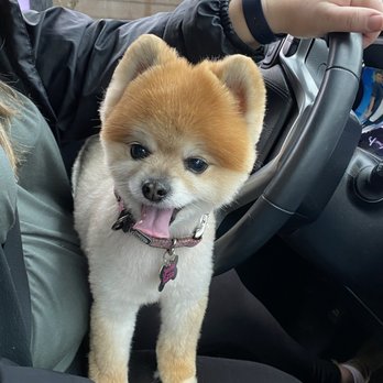 Pooch Parlor - after the appointment! - Pet Groomers Near Me - Keizer, Oregon Pooch Parlor - after the appointment! - Pet Groomers Near Me - Keizer, Oregon