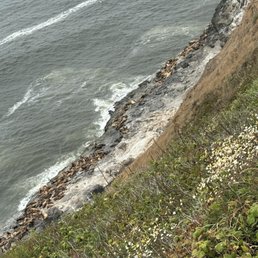 So many Sea Lions! So many Sea Lions!