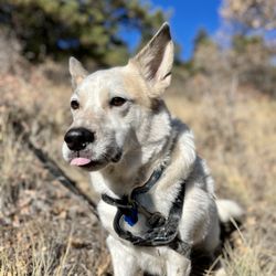 Hike Doggie