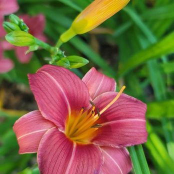 Markham Nature Park & Arboretum - Parks Near Me - Concord, California
