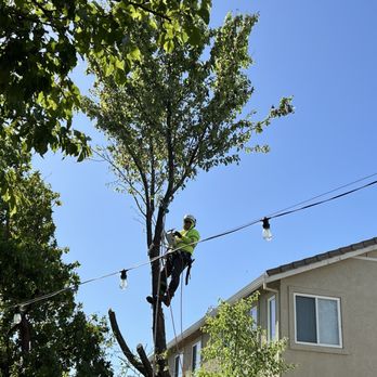 Green Lane Tree Service - Tree trimming - Tree Services Near Me - Brentwood, California
