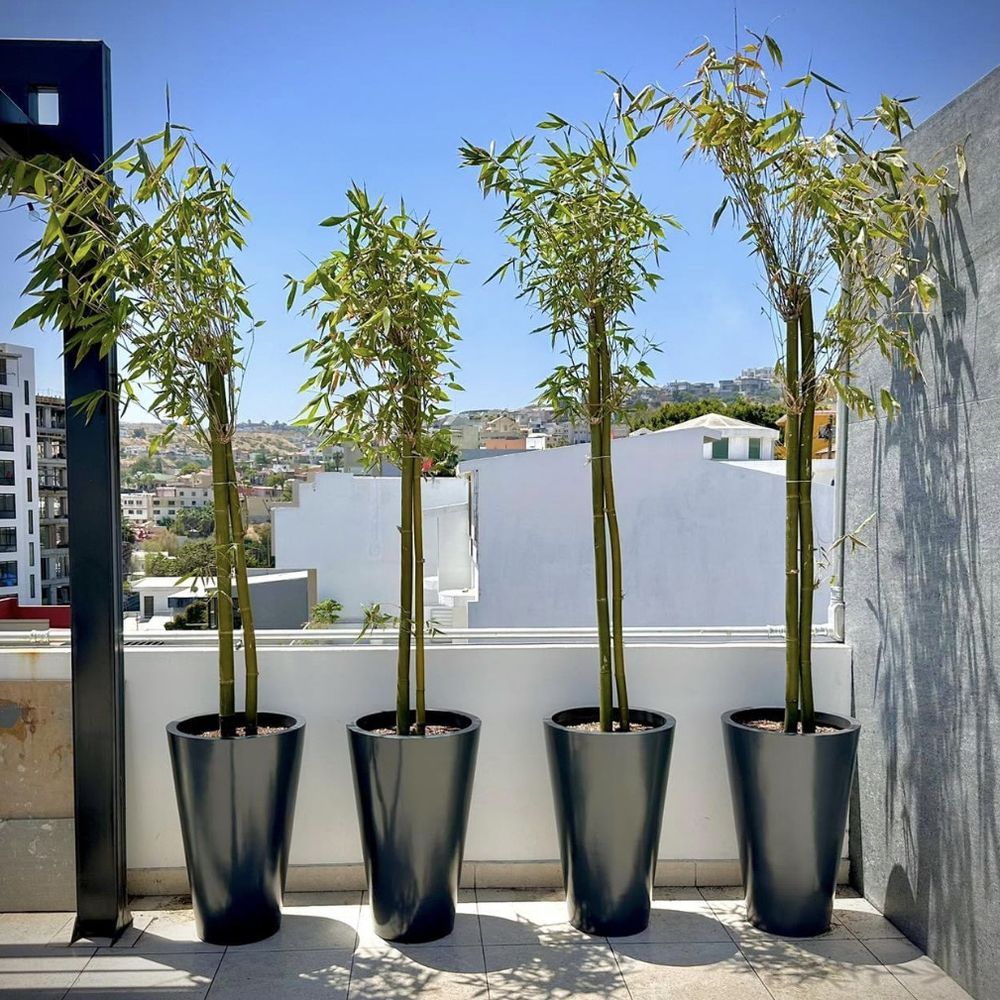 TOP 10 BEST Nurseries & Gardening near Zona Centro, Tijuana, Baja  California, Mexico - Updated 2026 - Yelp