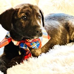 Brantley Animal Rescue Coalition