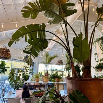 The Power Plant Coffee - Plants - Coffee & Tea Near Me - Moss Landing, California The Power Plant Coffee - Plants - Coffee & Tea Near Me - Moss Landing, California