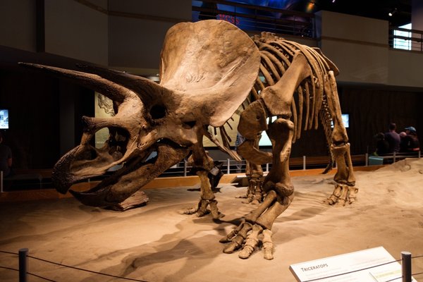 Royal Tyrrell Museum by null
