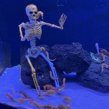 Waikiki Aquarium - 10/2026 - Aquariums Near Me - Honolulu, Hawaii