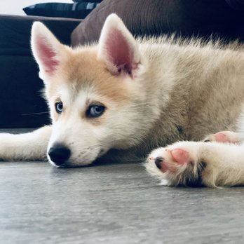 Puppy Town - undefined - Pet Stores Near Me - Las Vegas, Nevada